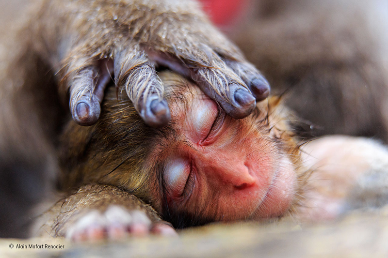 Illustration for article titled Wildlife Photo Contest Shows Nature Can Be Cruel—But Also Kind